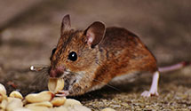 24 Hour & Emergency Exterminators in Fort Bidwell, CA
